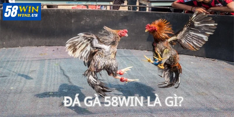 Đá Gà 58WIN - Tổng Hợp Đá Gà Online Tại Nhà Cái 58Win Đá gà 58WIN là một chuyên mục có sức hút tại trang cược.