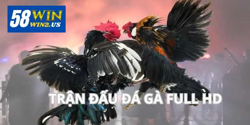 Đá Gà 58WIN - Tổng Hợp Đá Gà Online Tại Nhà Cái 58Win Các trận đấu chọi kê trên chuyên mục phát sóng full HD.