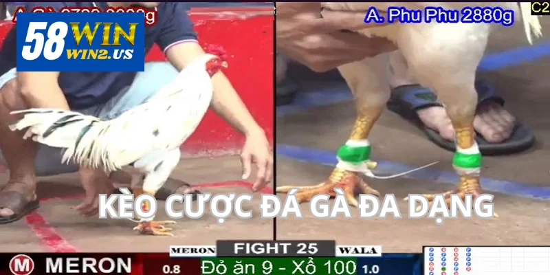Đá Gà 58WIN - Tổng Hợp Đá Gà Online Tại Nhà Cái 58Win Kèo cược cung cấp trong các trận đa dạng.