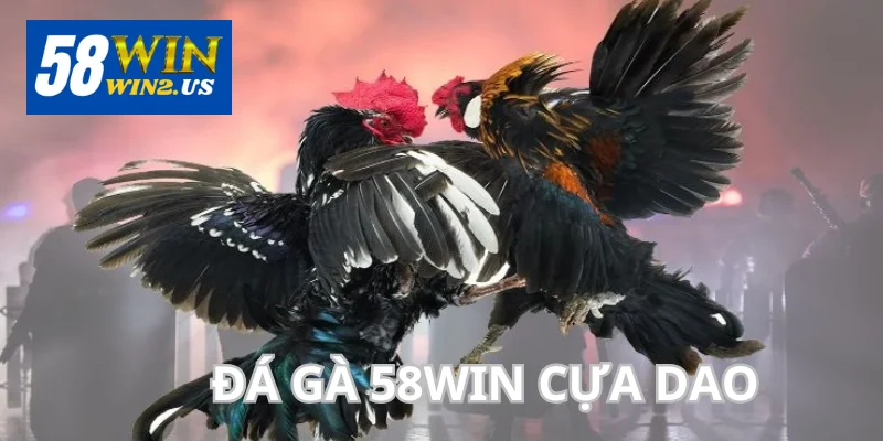 Đá Gà 58WIN - Tổng Hợp Đá Gà Online Tại Nhà Cái 58Win Đá gà cựa dao với tính sát thương cực lớn.